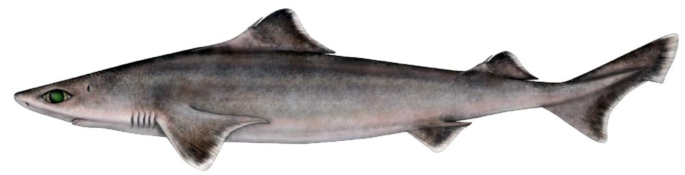 Centrophorus uyato_013.jpg